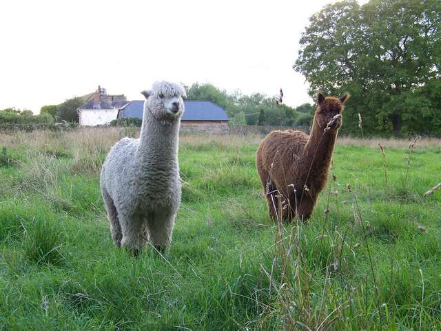 Image of Alpaca