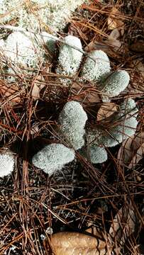 Image de Cladonia evansii Abbayes