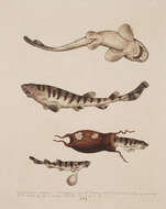 Imagem de Haploblepharus edwardsii (Schinz 1822)