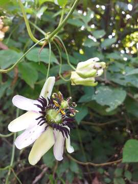 Imagem de Passiflora dawei Killip