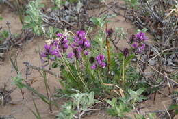 Image de Oxytropis adamsiana (Trautv.) Jurtzev