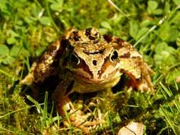 Image of Common frog