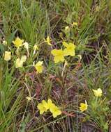 Sivun Oenothera heterophylla subsp. orientalis W. Dietrich, P. H. Raven & W. L. Wagner kuva