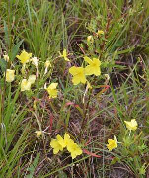 Sivun Oenothera heterophylla subsp. orientalis W. Dietrich, P. H. Raven & W. L. Wagner kuva