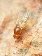 Image de Physoclypeus coquilletti (Hendel 1908)