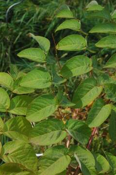 Image de Aralia elata (Miq.) Seem.