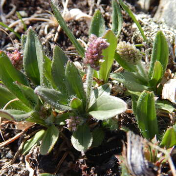 Image of gray pubescent plantain