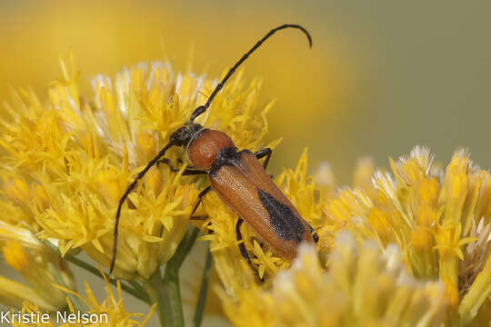 Imagem de Crossidius coralinus (Le Conte 1862)