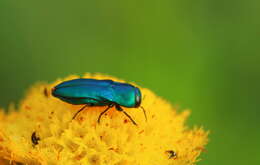 Image of Anthaxia marginata (Thunberg 1787)