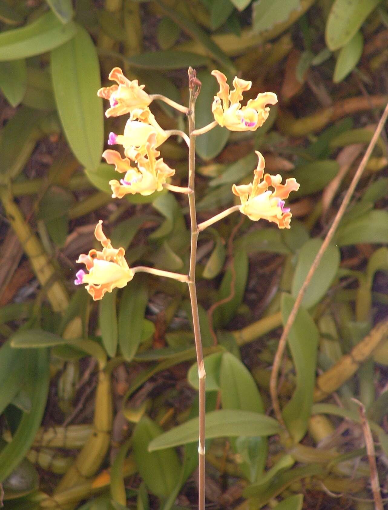 Image of Myrmecophila brysiana (Lem.) G. C. Kenn.