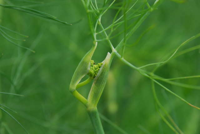 Image of fennel