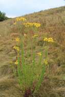 Image of hoary ragwort