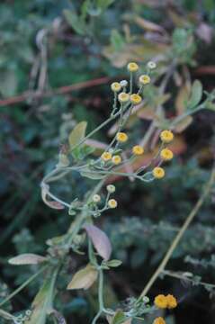 Image of Alecost or Balsam Herb