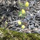 Image of Dainty Wedge Pea