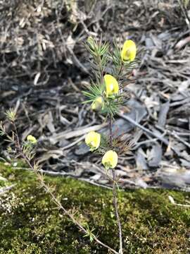 Image of Dainty Wedge Pea