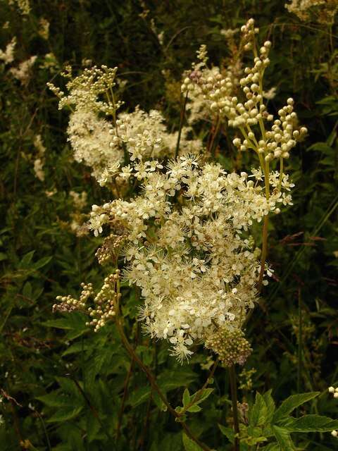 Image of Meadowsweet