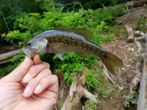 Image of Cahaba bass