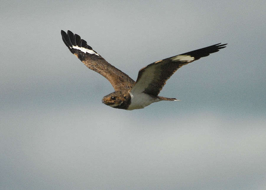 Image of Nacunda Nighthawk