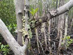 Imagem de Myrmecodia beccarii Hook. fil.