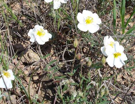 Image of White Rock-rose