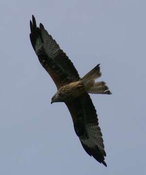 Image of Red Kite