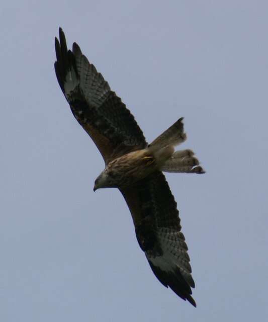 Image of Red Kite