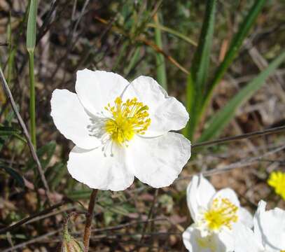 Image of White Rock-rose