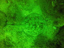 Image of Central American round stingray