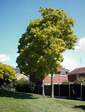 Image of black locust