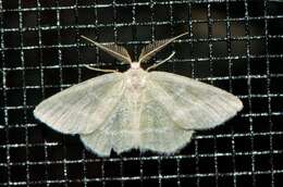 Image of Blackberry Looper Moth