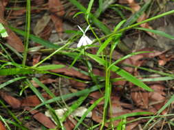 Слика од Lobelia stenophylla Benth.