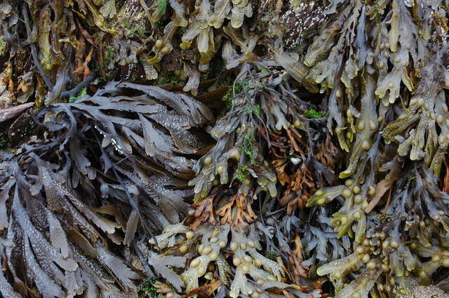 Image of toothed wrack