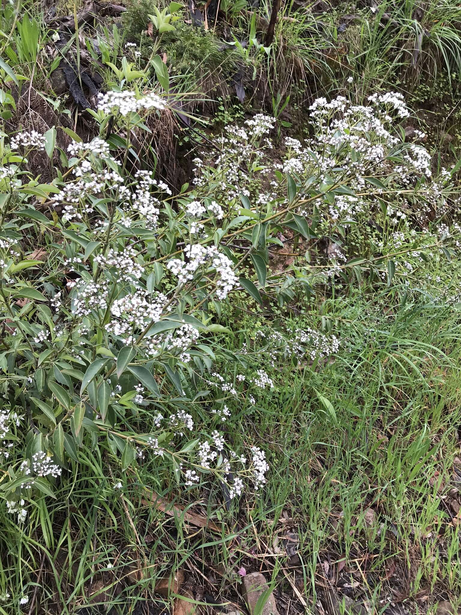 Image of Logania saxatilis G. Perry ex B. J. Conn