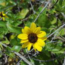 Image of cucumberleaf sunflower