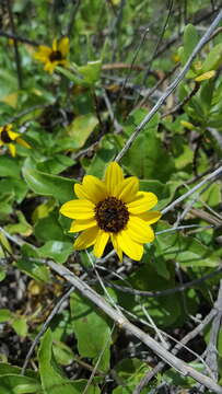 Image of cucumberleaf sunflower