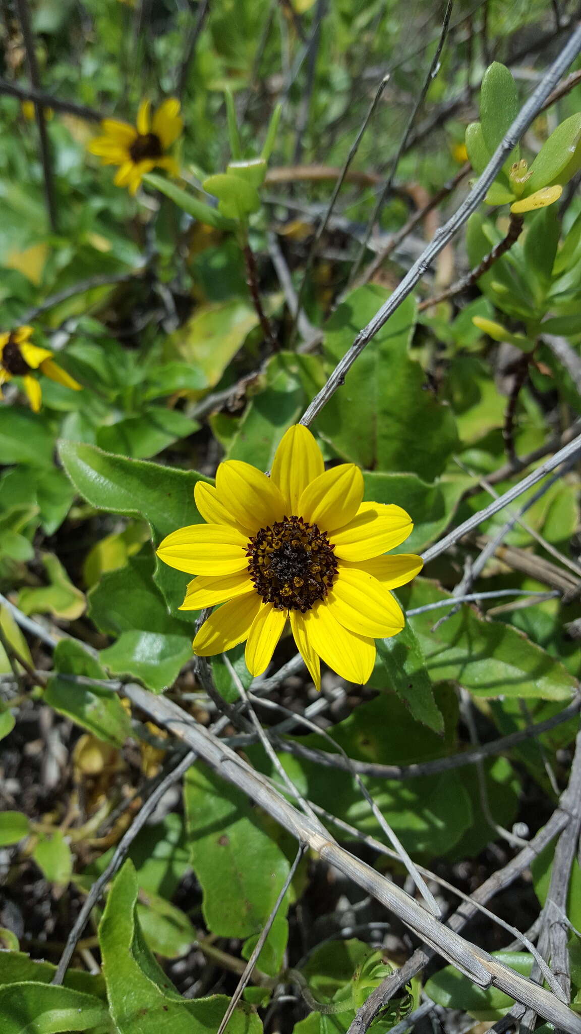 Image of cucumberleaf sunflower