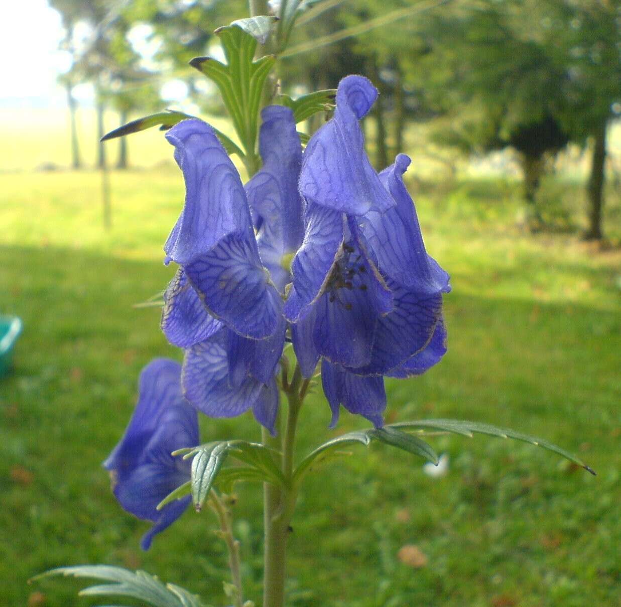 Слика од Aconitum napellus L.