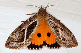 Image of Eudocima materna (Linnaeus 1767)