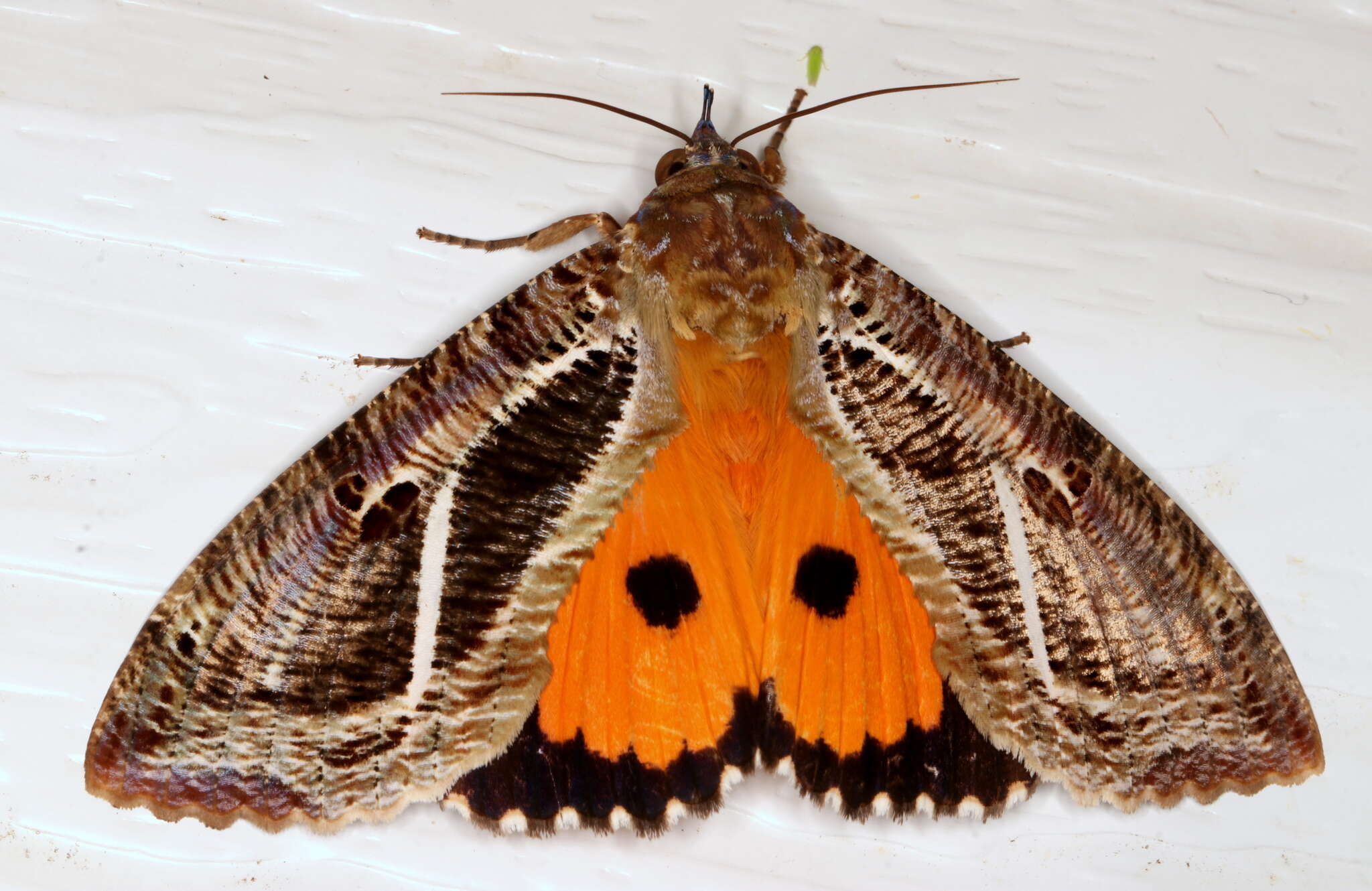 Image of Eudocima materna (Linnaeus 1767)