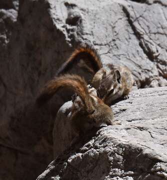 Image of Palmer’s Chipmunk