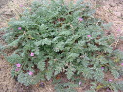 Image of Common Stork's-bill