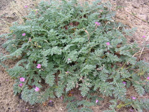 Imagem de Erodium cicutarium (L.) L'Her.