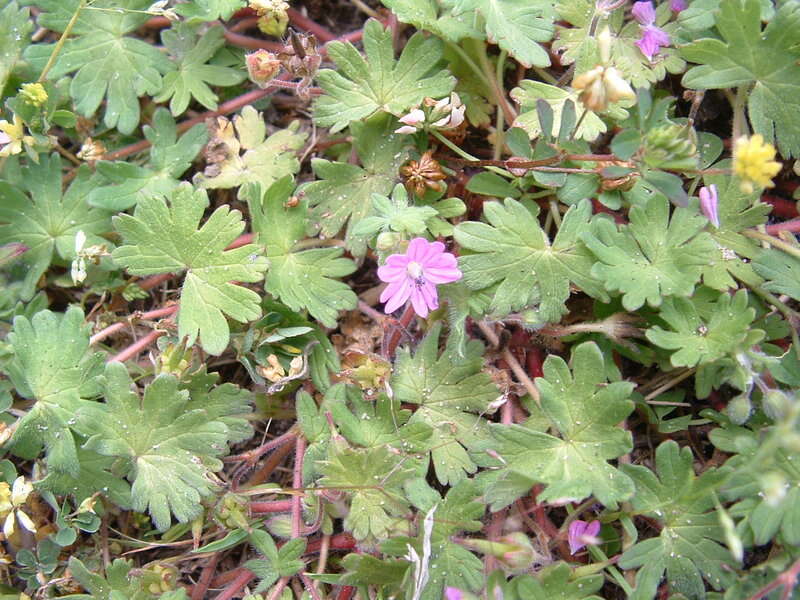 Imagem de Geranium molle L.