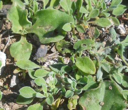 Image of Purslane-leaved aizoon