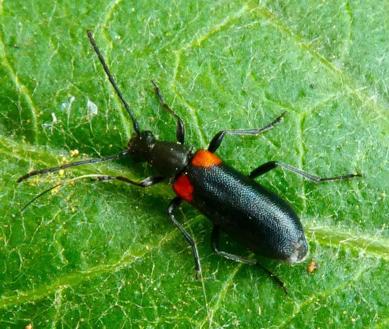 Image of Grammoptera militaris (Chevrolat 1855)