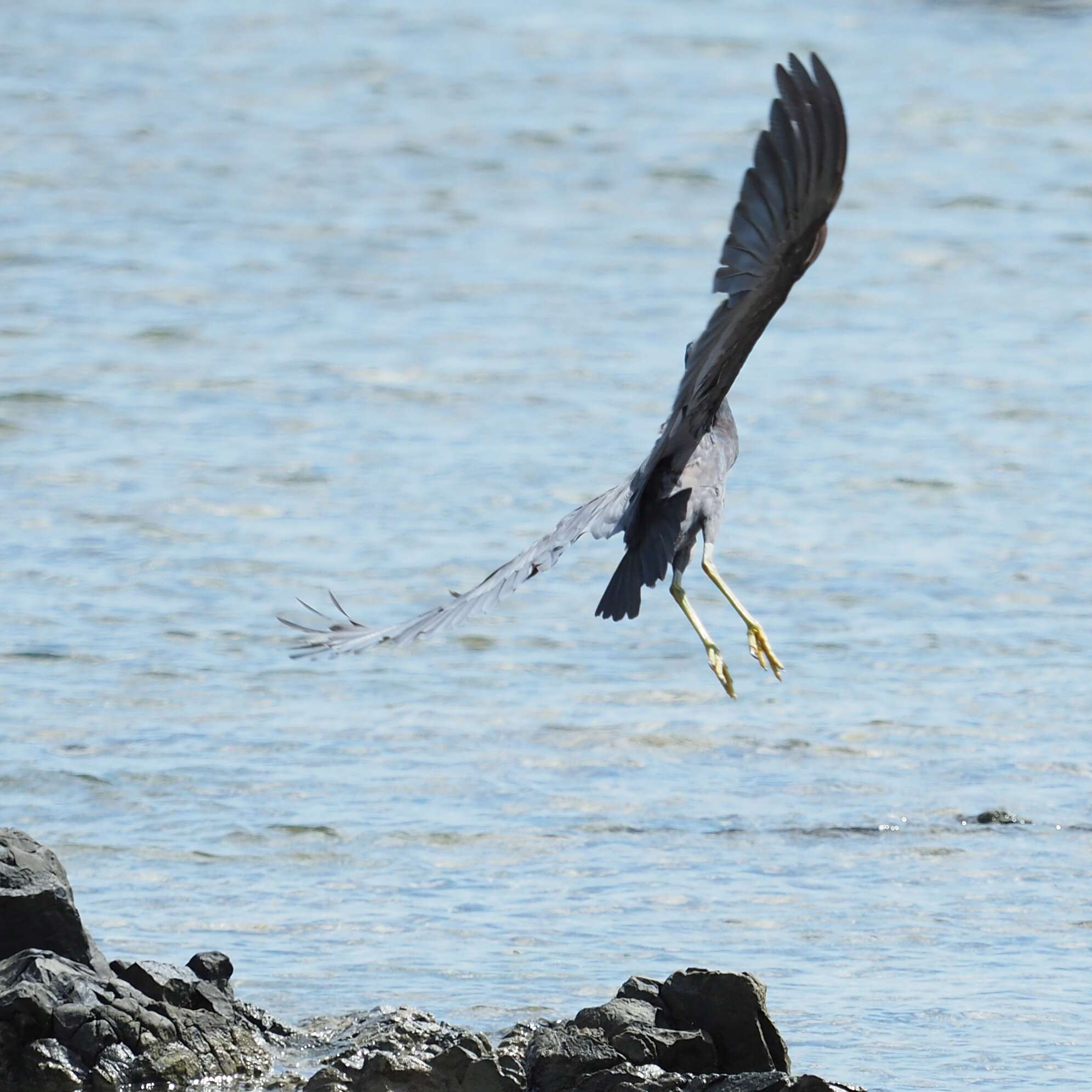 Egretta sacra albolineata (Gray & GR 1859)的圖片