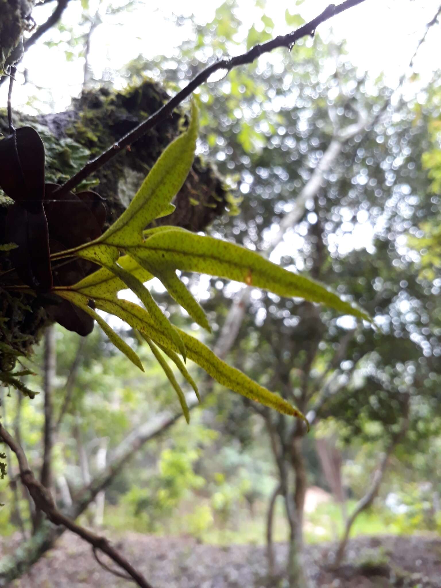 Image de Pleopeltis pleopeltifolia (Raddi) Alston