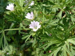 Image of cut-leaved cranesbill