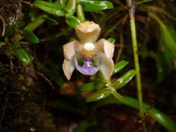 Image of Dichaea squarrosa Lindl.