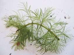 Image of Whorled Water-milfoil